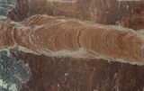 Polished Stromatolite (Jurusania) From Russia - Million Years #57562-1